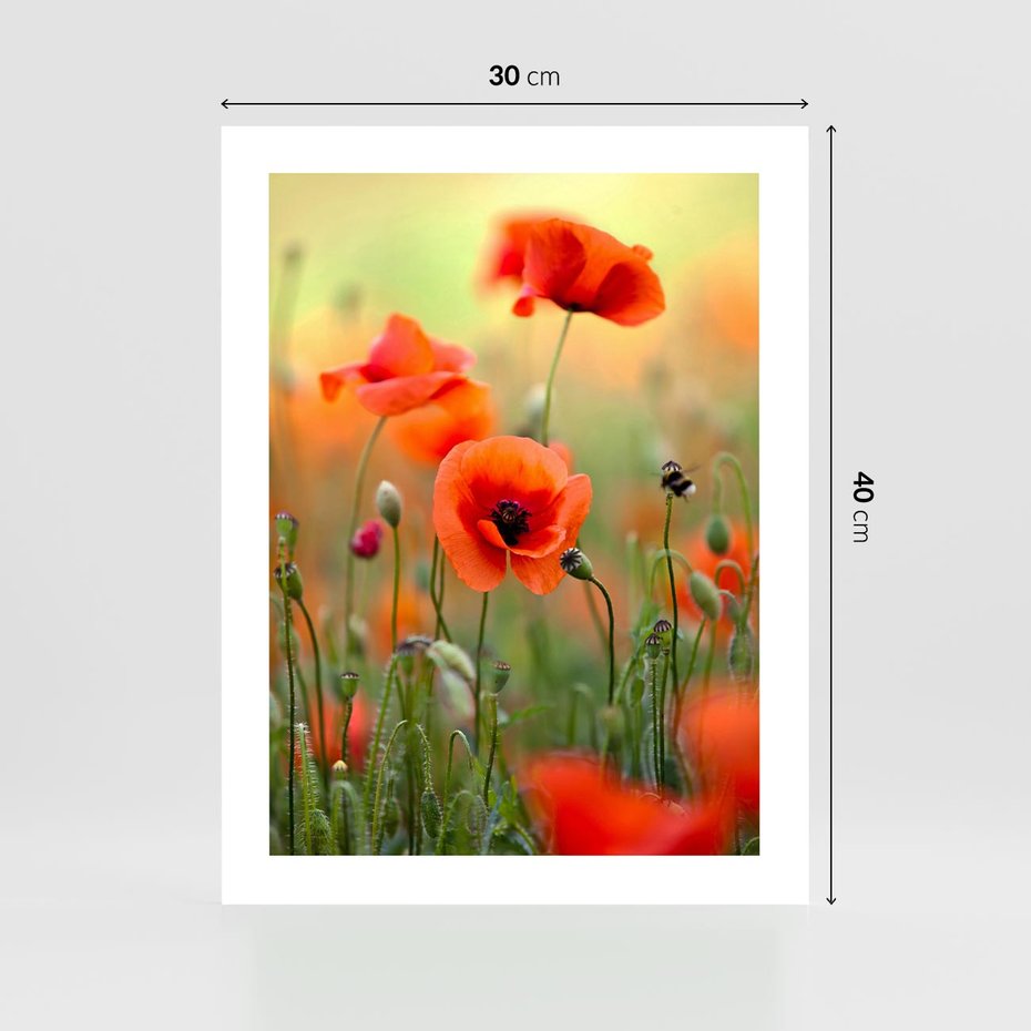 Plakat bez ramy 30x40 - Makowa Pasja - maki, kwiaty