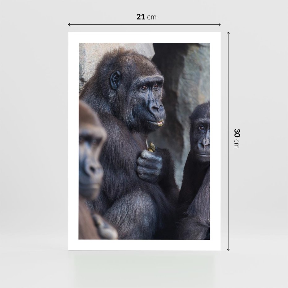 Plakat bez ramy 21x30 - Małpy w ich naturalnym środowisku - małpy, szympansy