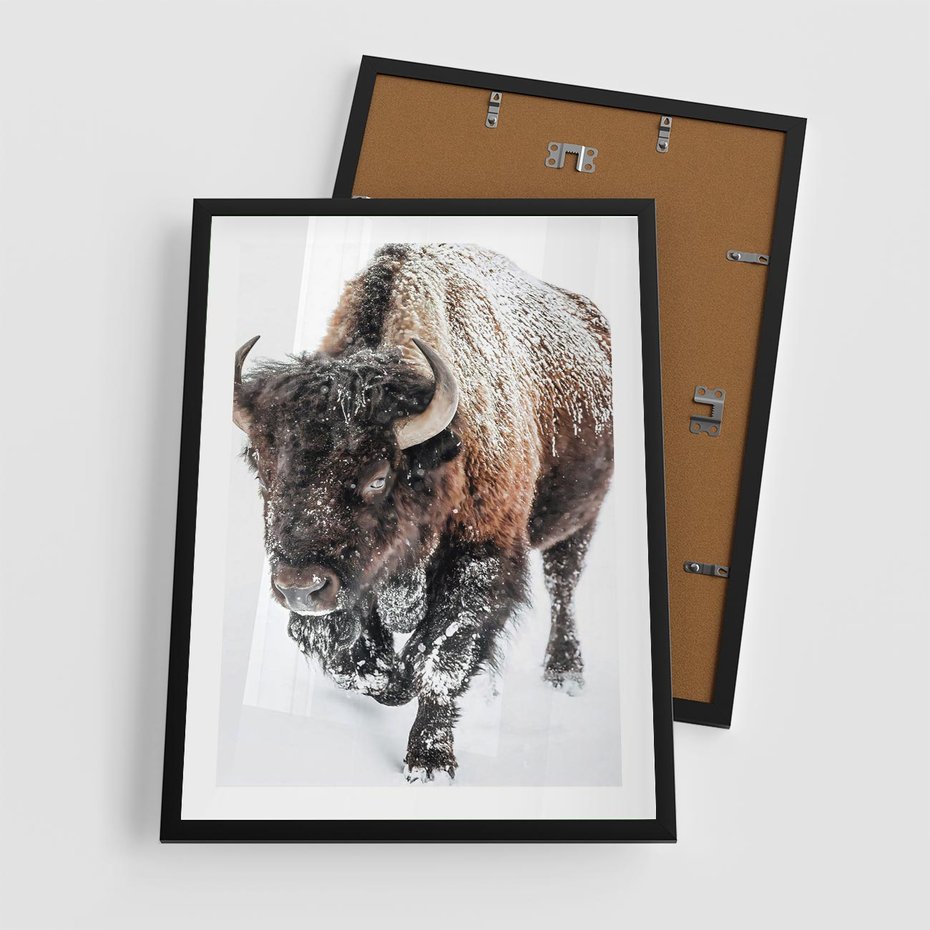 Plakat w ramie 50x70 - Zimowy Władca Puszczy - żubr, bizon - rama czarna