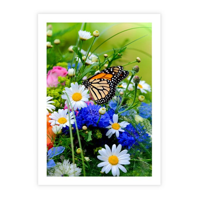 Plakat bez ramy 21x30 - Kwiatowy Taniec - motyl, kwiaty