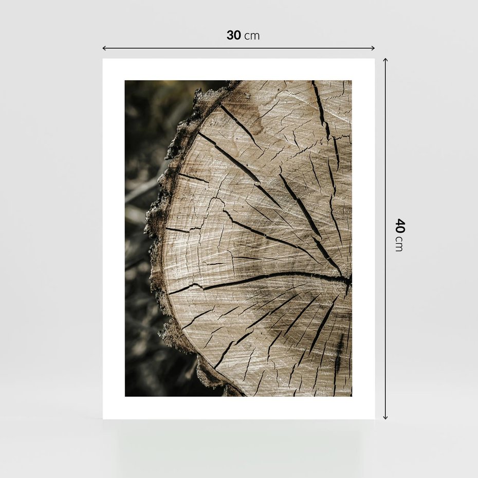 Plakat bez ramy 30x40 - Wnętrze Natury - pień, przecięty pień