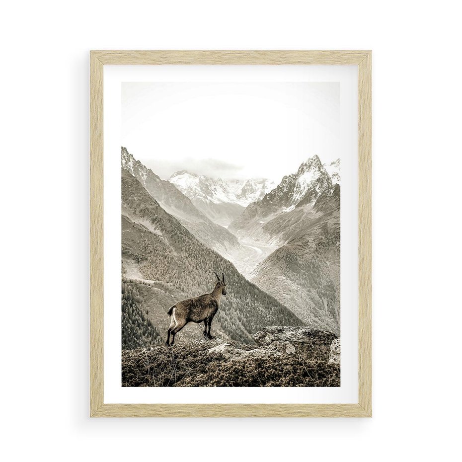 Plakat w ramie 50x70 - Dzikie Piękno: Kozica w Malowniczym Górskim Scenerii - kozica, góry - rama drewno