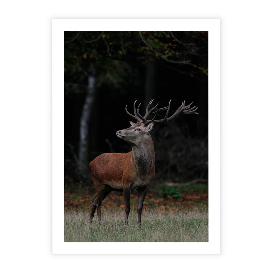 Plakat bez ramy 30x40 - Spotkanie z naturą - jeleń, las