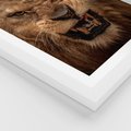 Plakat w ramie 40x50 - Władca Sawanny - lew, sawanna - rama biała