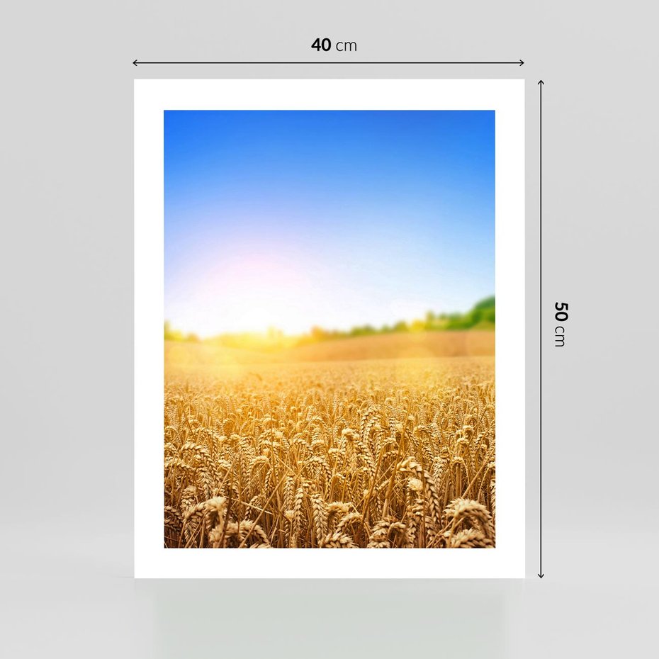 Plakat bez ramy 40x50 - Żyzne Pola - pole, pszenicy