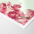 Plakat bez ramy 50x70 - Orchidea - delikatne kwiaty - orchidea, kwiaty