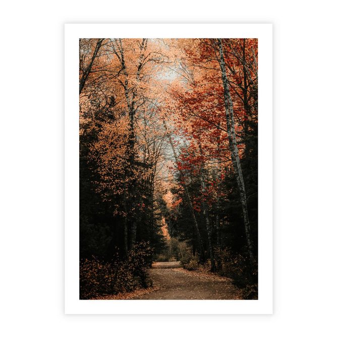 Plakat bez ramy 30x40 - Drzewa w Czerwonych Liściach - las, jesienny las