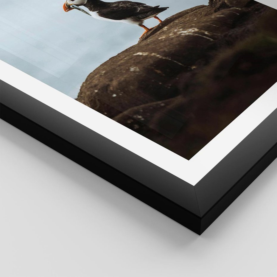 Plakat w ramie 50x70 - Portret Ptaka Morskiego - maskonur, ptak - rama czarna