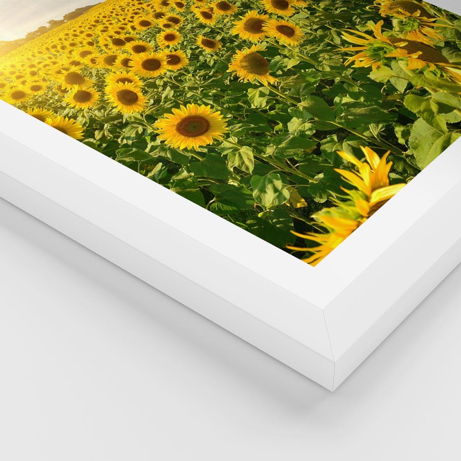 Plakat w ramie 40x50 - Idylla na łące słoneczników - łąka, słoneczniki - rama biała