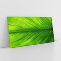 Obraz na płótnie 120x60 - Abstrakcja: interpretacje w liściach - liść, abstrakcja
