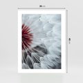 Plakat bez ramy 30x40 - Makro świat dmuchawca - dmuchawiec, makro