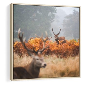 Obraz w ramie 80x80 - Malownicza Harmonia - jelenie, jesień - rama drewno