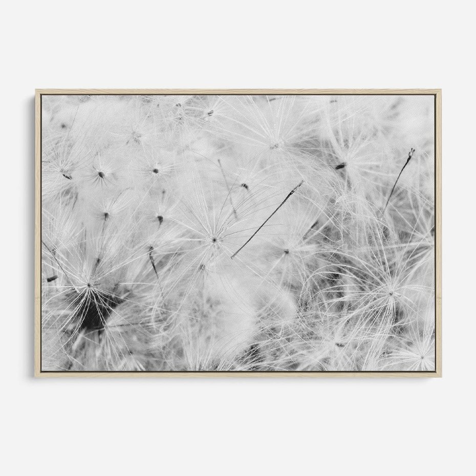 Obraz w ramie 100x70 - Zdmuchnięty Puch - dmuchawce, delikatne - rama drewno