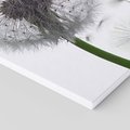Obraz na płótnie 80x80 - Lekkość Przemijania - dmuchawiec, makro