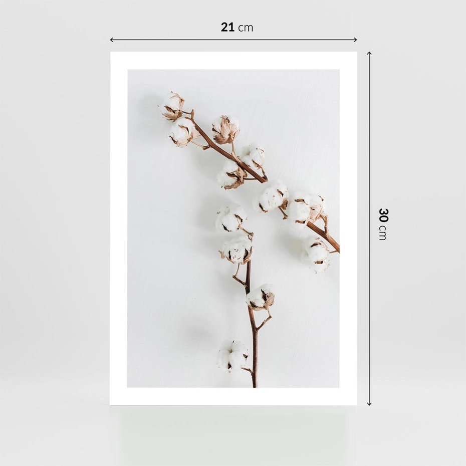 Plakat bez ramy 21x30 - Gałęzie Bawełny na Białym Tle - gałęzie bawełny na białym tle, minimalizm