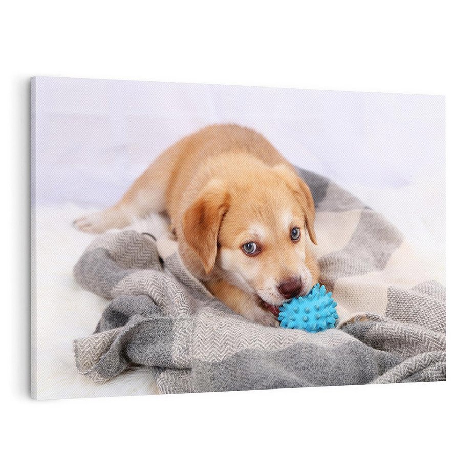Obraz na płótnie 100x70 - Radość w zabawie: Piesek jako najlepszy przyjaciel - pies, piesek