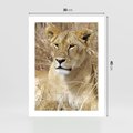 Plakat bez ramy 30x40 - Potęga lwów w Afryce - lew, lwica