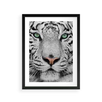 Plakat w ramie 30x40 - Magia Białego Tygrysa - biały, tygrys - rama czarna