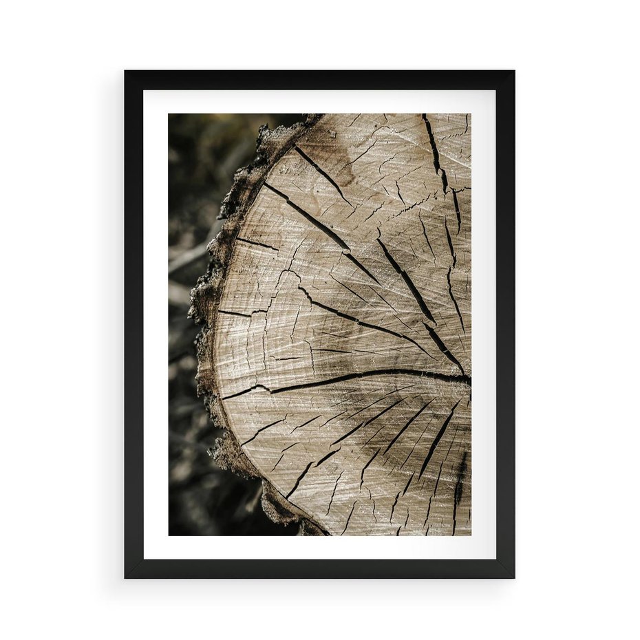 Plakat w ramie 50x70 - Wnętrze Natury - pień, przecięty pień - rama czarna