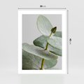 Plakat bez ramy 30x40 - Eukaliptusowa zieleń - eukaliptus, zielone