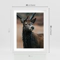 Plakat w ramie 40x50 - Spokojny jeleń - jeleń, las - rama biała