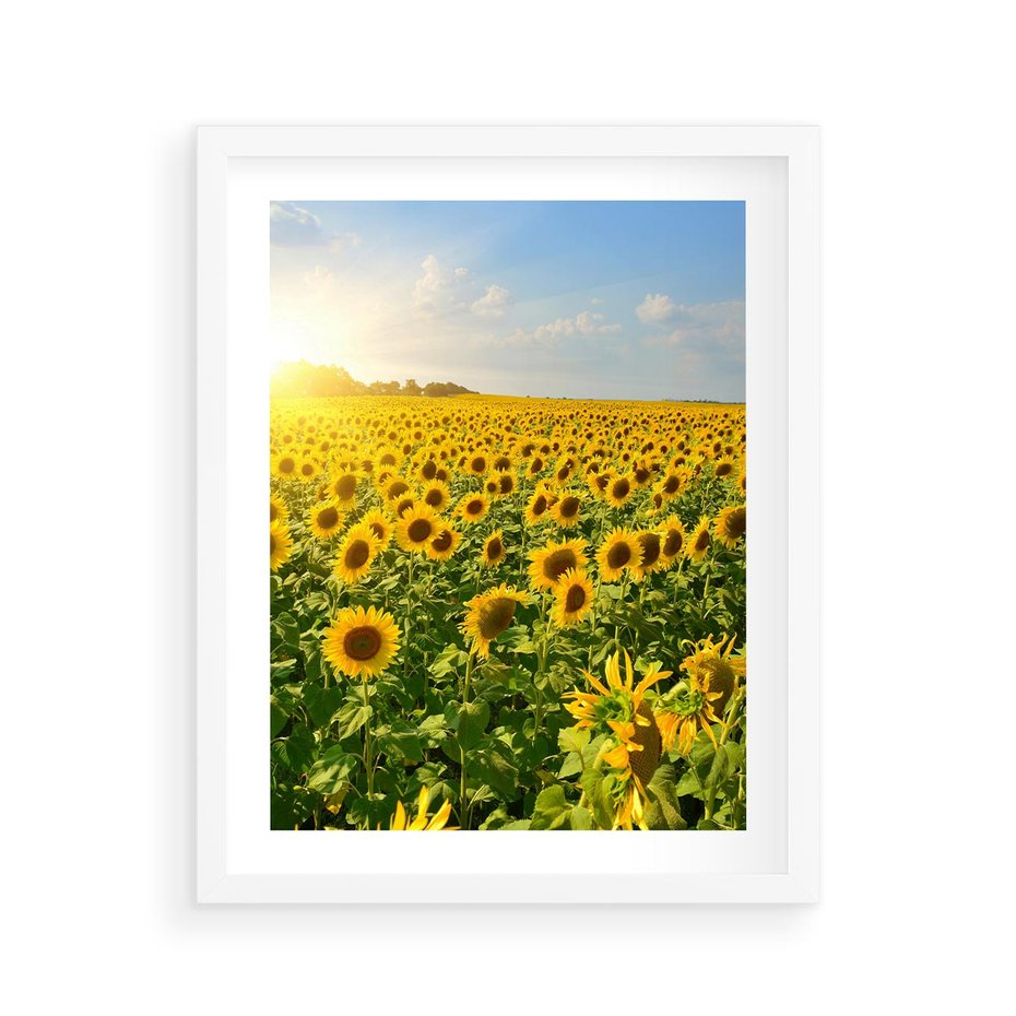Plakat w ramie 40x50 - Idylla na łące słoneczników - łąka, słoneczniki - rama biała