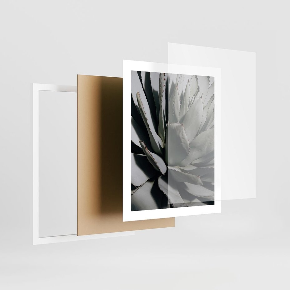 Plakat w ramie 40x50 - Sukulenty wśród kaktusów - sukulenty, kaktusy - rama biała