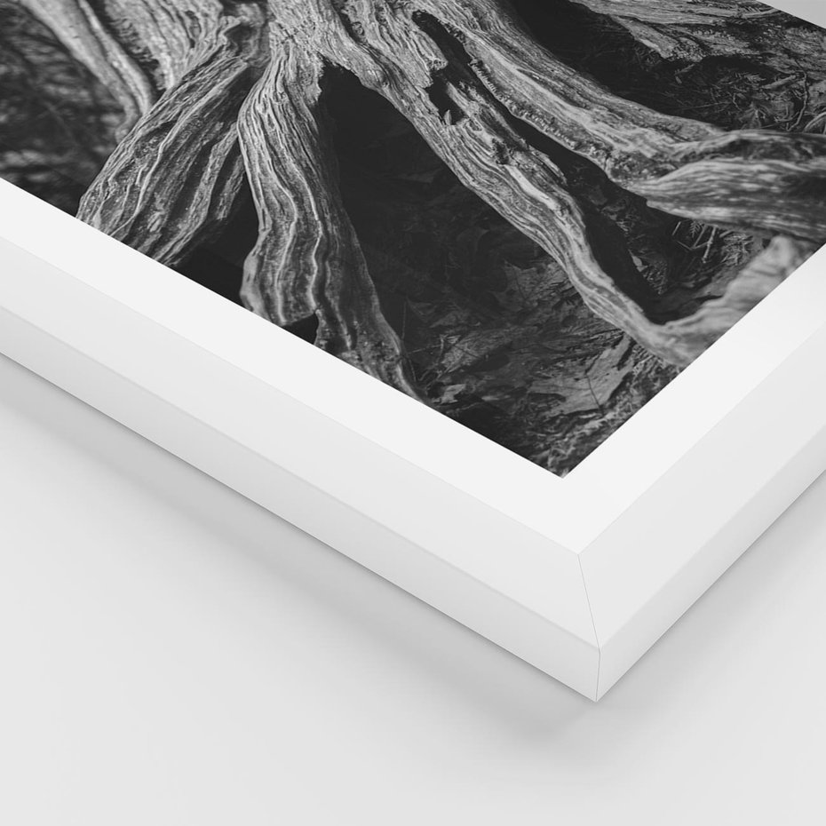 Plakat w ramie 50x70 - Siła Natury - czarno biała fotografia, korzenie wielkiego drzewa - rama biała