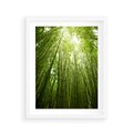 Plakat w ramie 40x50 - Siła Natury - drzewa, las - rama biała