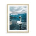 Plakat w ramie 50x70 - Łabędzi Śpiew - fotografia, plakat - rama drewno