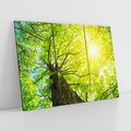 Obraz na płótnie 120x80 - Drzewo pod Słońcem: Łączność z Naturą - drzewo, słońce