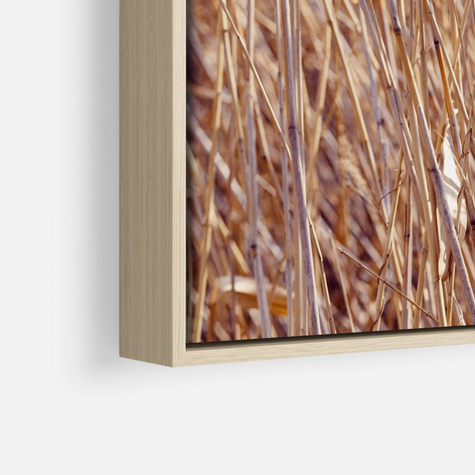Obraz w ramie 80x120 - Mistrzowskie suche trawy - suche, trawy - rama drewno