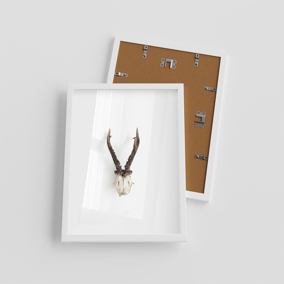Plakat w ramie 30x40 - Minimalistyczne Poroże Jelenia - poroże jelenia na ścianie, minimalizm - rama biała