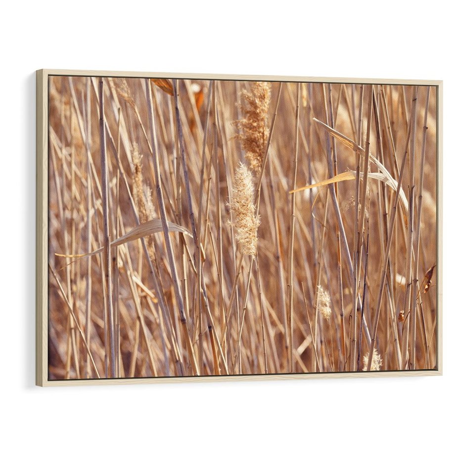 Obraz w ramie 70x50 - Mistrzowskie suche trawy - suche, trawy - rama drewno