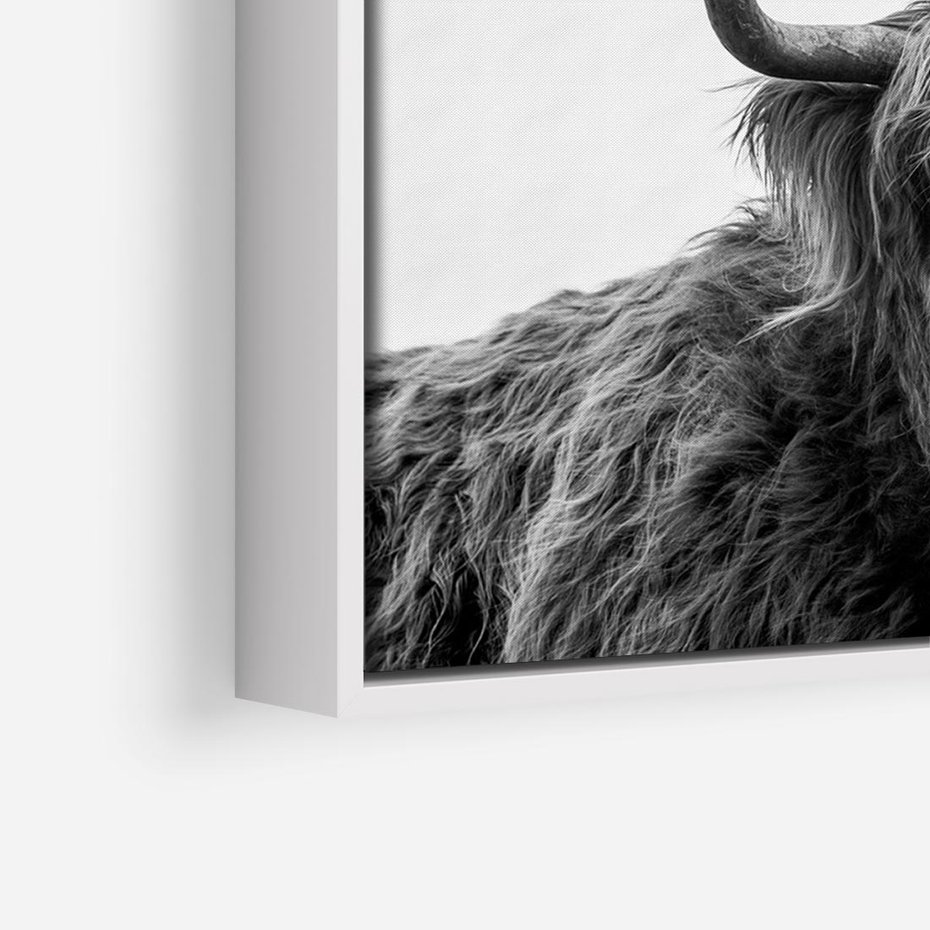 Obraz w ramie 70x50 - Moc i Spokój - amerykańskie bydło, byk - rama biała