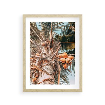 Plakat w ramie 30x40 - Tropikalna Palma: Fotografia z Kokosami - palma kokosowa, kokosy - rama drewno