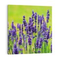 Obraz na płótnie 40x40 - Lawenda w naturze - lawenda, kwiaty