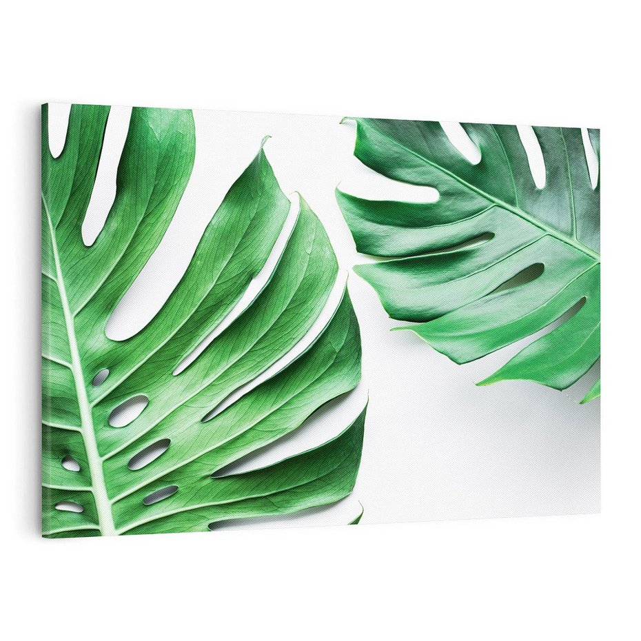 Obraz na płótnie 120x80 - Monstera - Liście Kwiaty - monstera, liście