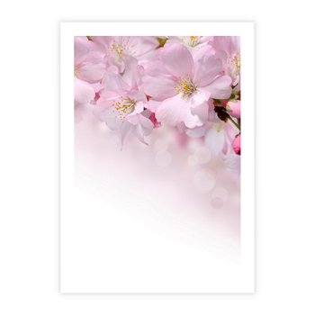 Plakat bez ramy 50x70 - Kwitnąca Wiśnia - kwiaty, kwitnącej