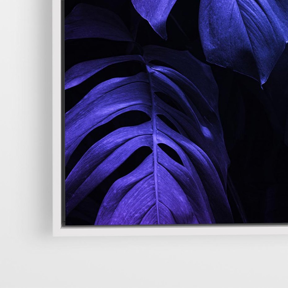 Obraz w ramie 70x50 - Mroczna Magia Dżungli - mroczna grafika, fioletowe liście monstery na czarnym tle - rama biała