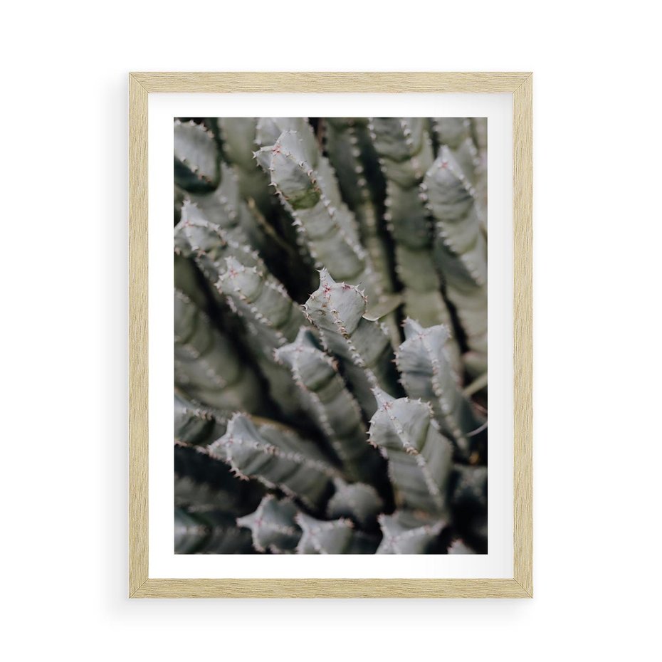 Plakat w ramie 50x70 - Oaza Natury - sukulenty, kaktusy - rama drewno