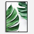 Obraz w ramie 50x70 - Monstera - Liście Kwiaty - monstera, liście - rama czarna