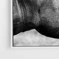 Obraz w ramie 50x50 - Potęga Afryki - czarno biała fotografia, zbliżenie na postać nosorożca - rama biała