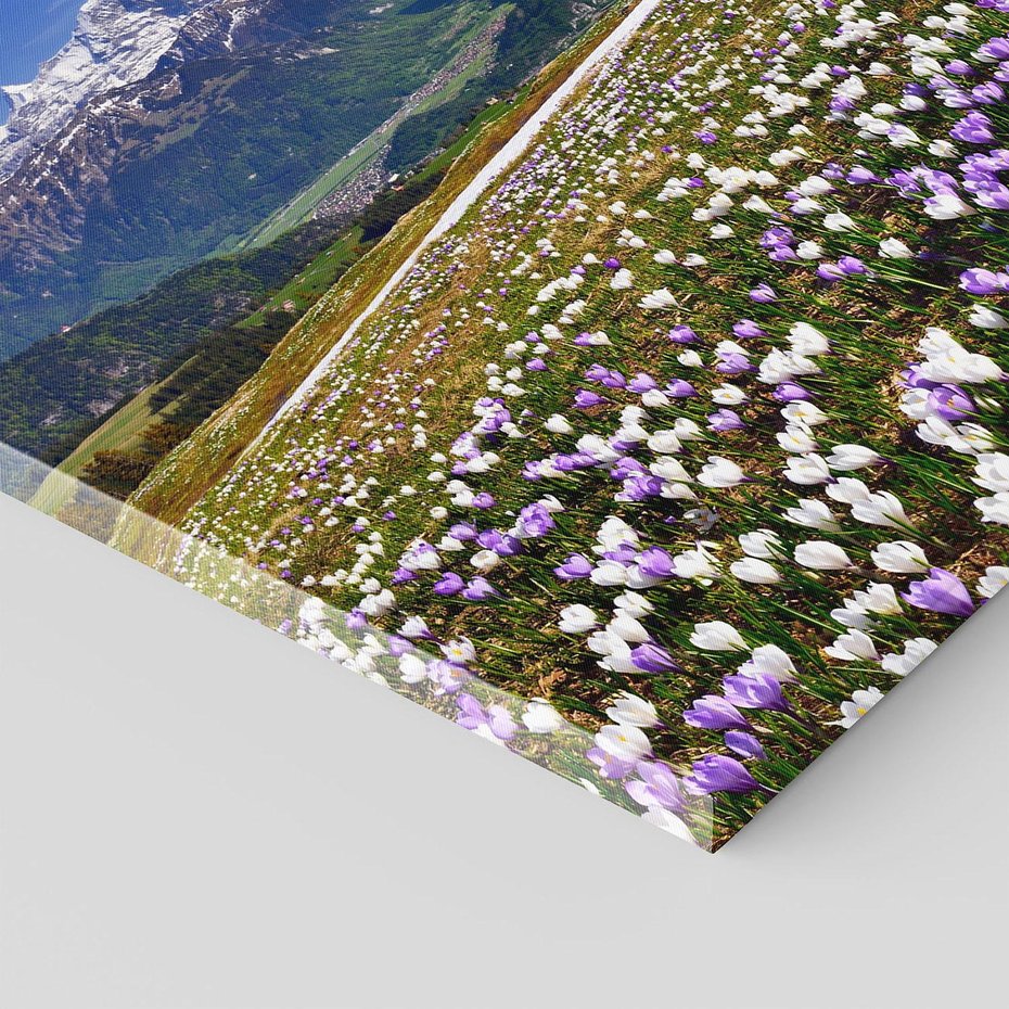 Obraz na płótnie 70x50 - Wiosenne Czarowanie - krokusy, góry