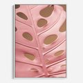 Obraz w ramie 70x100 - Różowa monstera w pełnym rozkwicie - różowa, monstera - rama biała