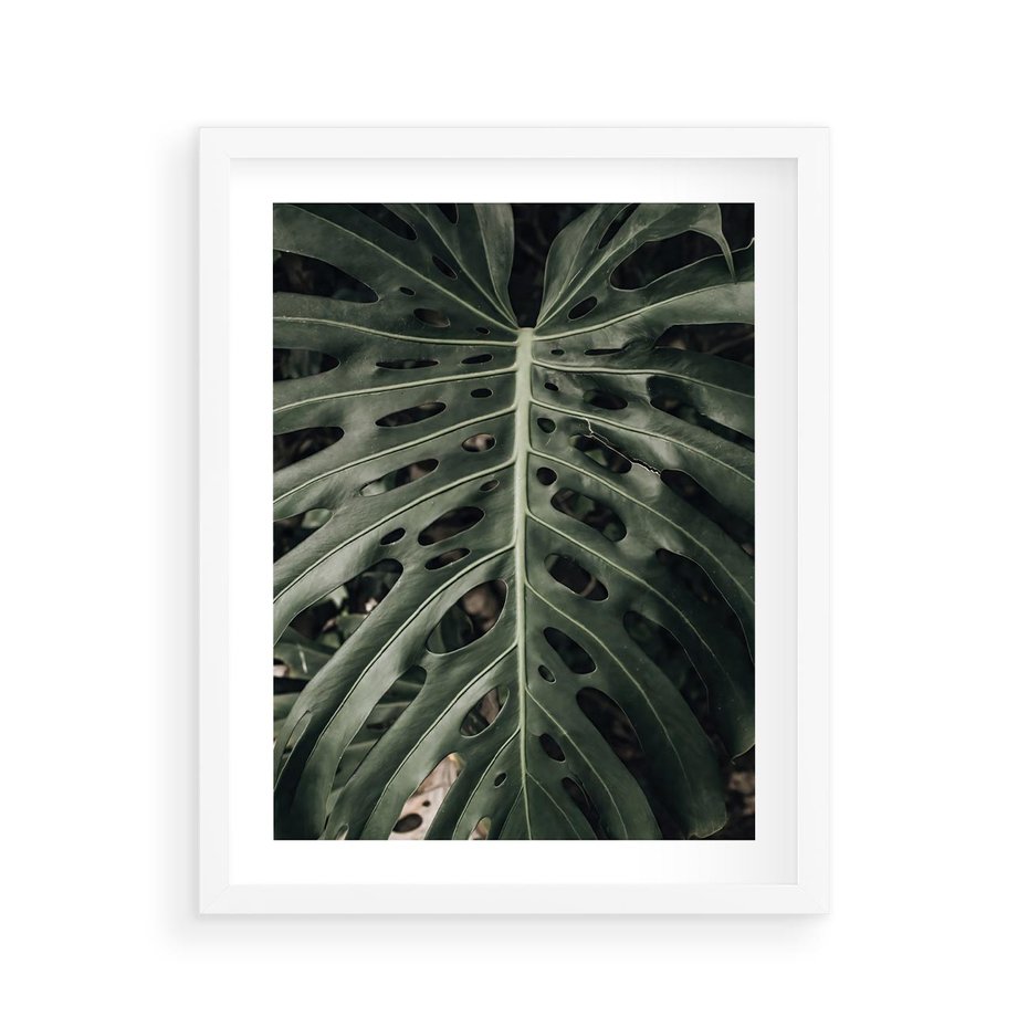 Plakat w ramie 40x50 - Majestatyczny Liść Monstery - liść monstery, majestatyczny liść - rama biała