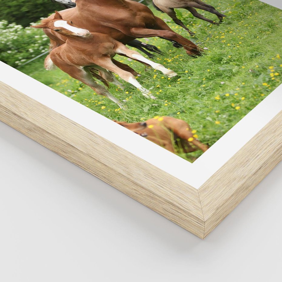 Plakat w ramie 30x40 - Galopujące konie - konie, galop - rama drewno