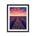 Plakat w ramie 40x50 - Różowe Niebo nad Polami - pola lawendy, zachód słońca - rama czarna