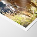 Plakat bez ramy 30x40 - Spotkanie konia na łące - koń, łąka