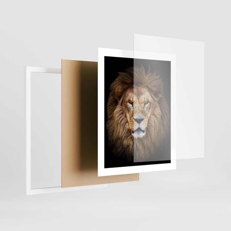 Plakat w ramie 40x50 - Król zwierząt w majestatycznym stylu - lew, król - rama biała